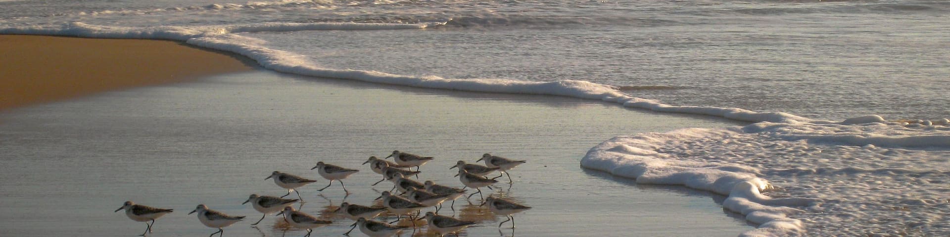 Seabirds Feeding at Dawn on Cavaleiros Beach, RJ, Brazil