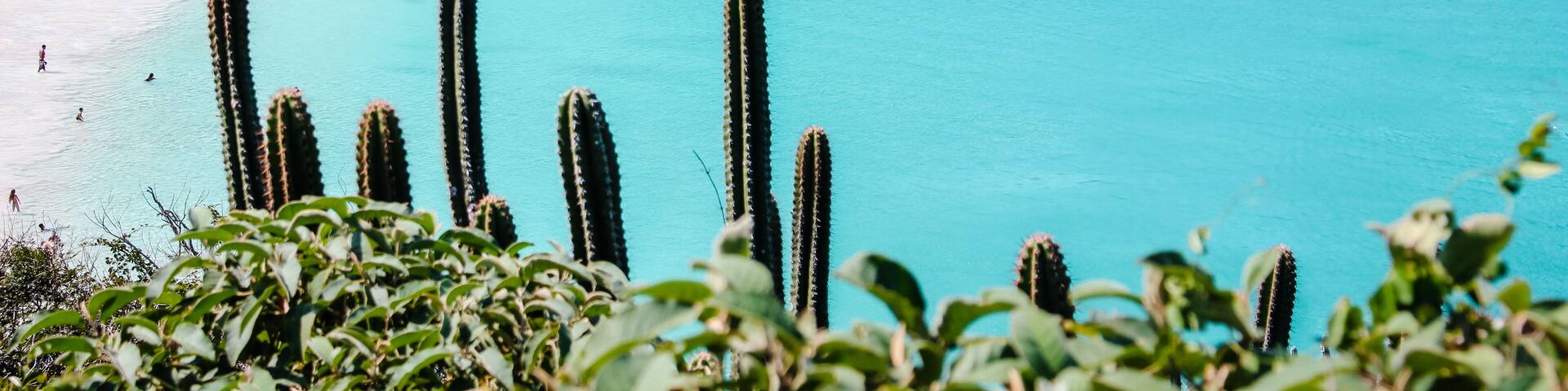 A beach with clear turquoise waters, cacti in the foreground, and a forested hillside in the background.