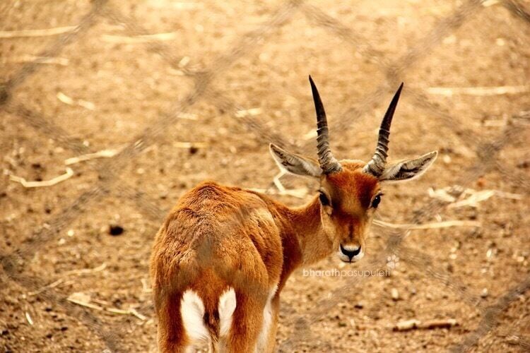 Deer through the cage. I liked the way the obstructive fence actually ended up being a positive. The blurred pattern of the fence adds a nice unique element to the pic. 