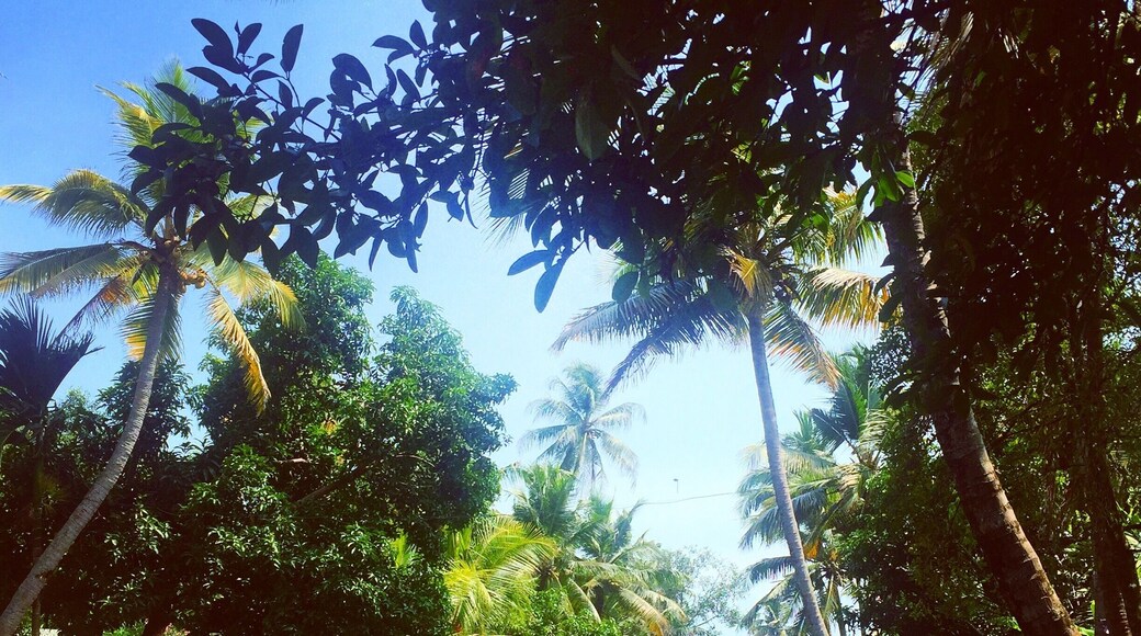 Through the gorgeous Alleppey backwaters. Narrow winding canals and beautiful village life. #Green
