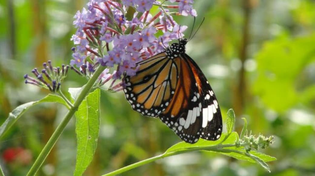 One of my favorite shot at Bannerghatta National Park.
#nationalparkphotocontest
