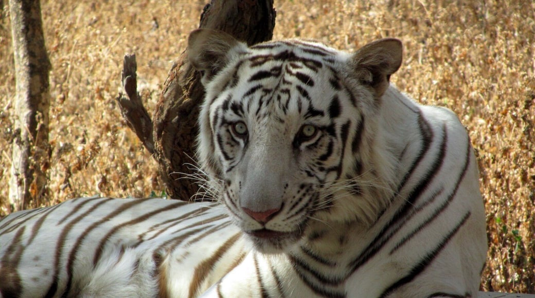 You can take an African style safari in the park where you're the one in he cage :)
One of the few Siberian tigers in their natural habitat.
