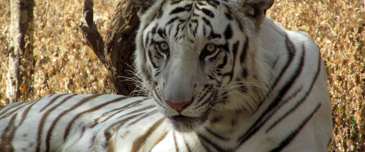 You can take an African style safari in the park where you're the one in he cage :)
One of the few Siberian tigers in their natural habitat.