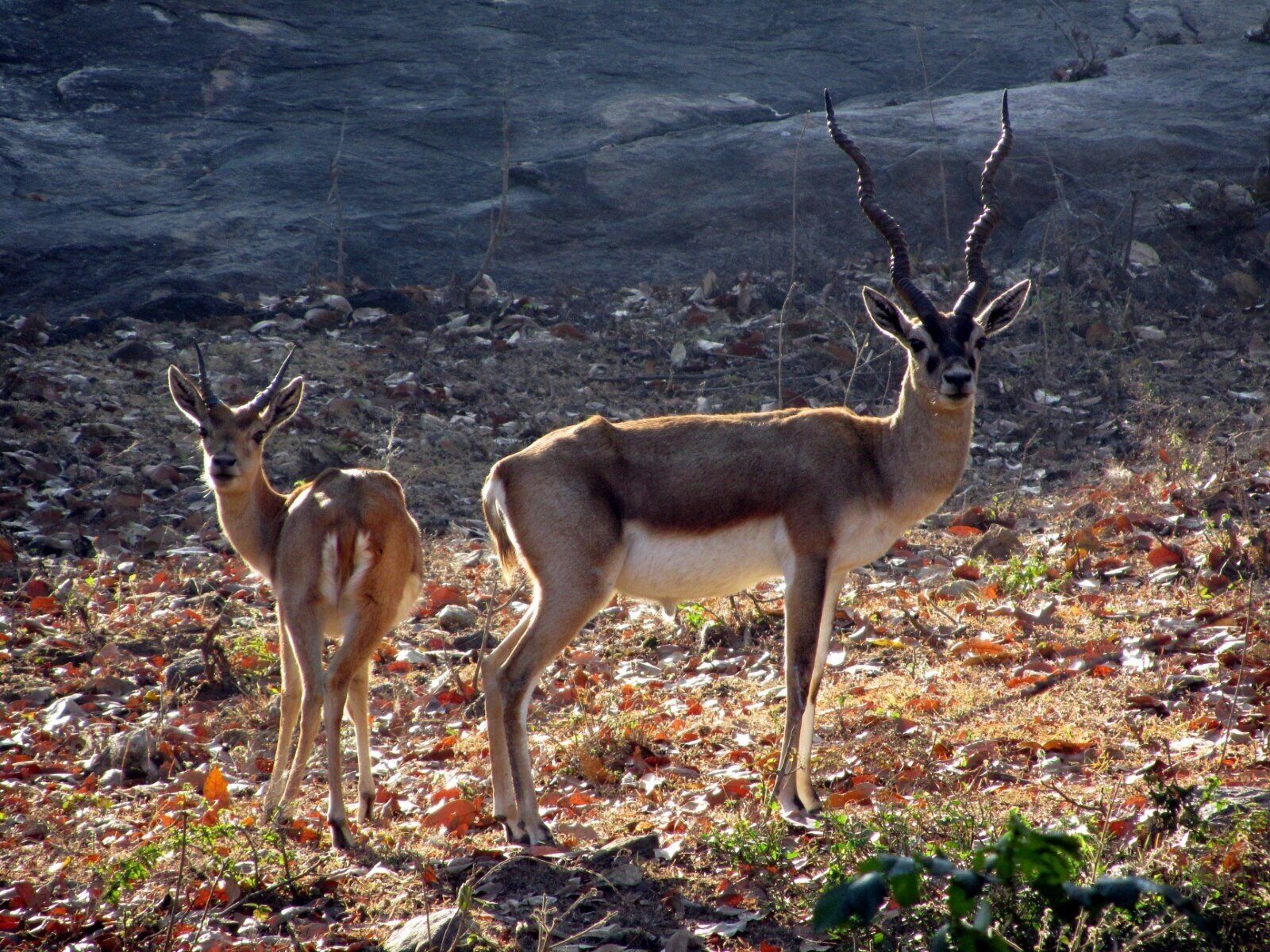 Black bucks check us out.... they're like what are these guys doing in our home :)