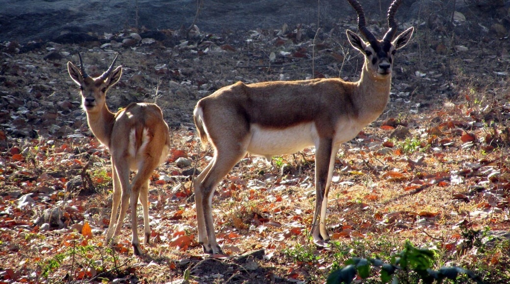Black bucks check us out.... they're like what are these guys doing in our home :)