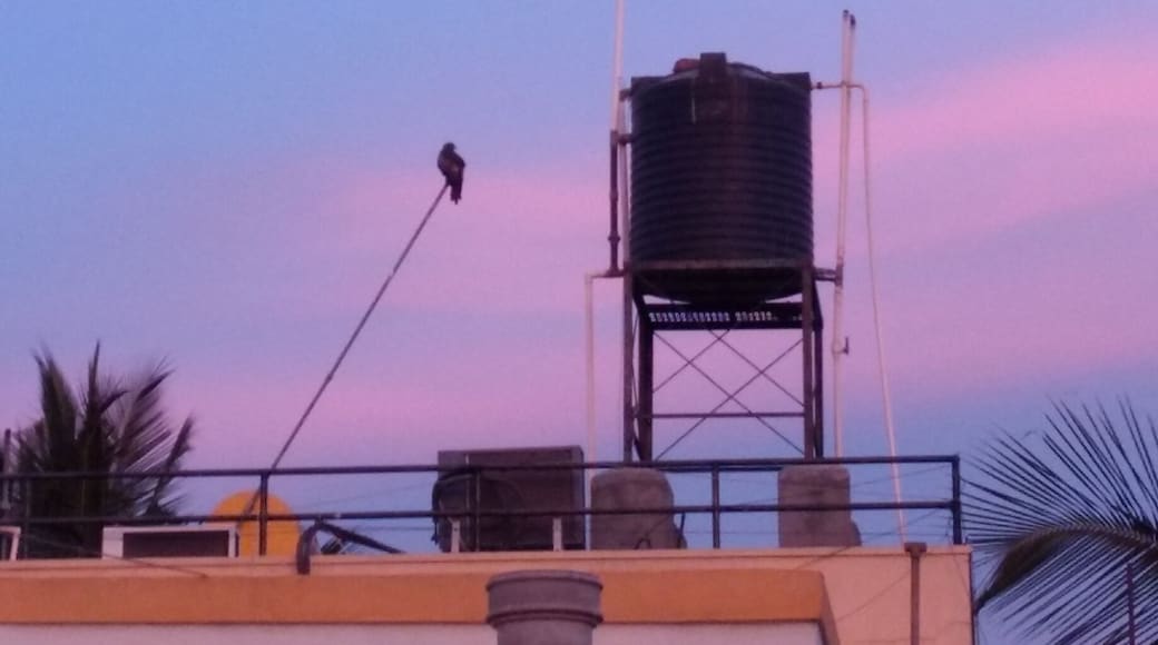 A part of the #urbanjungle