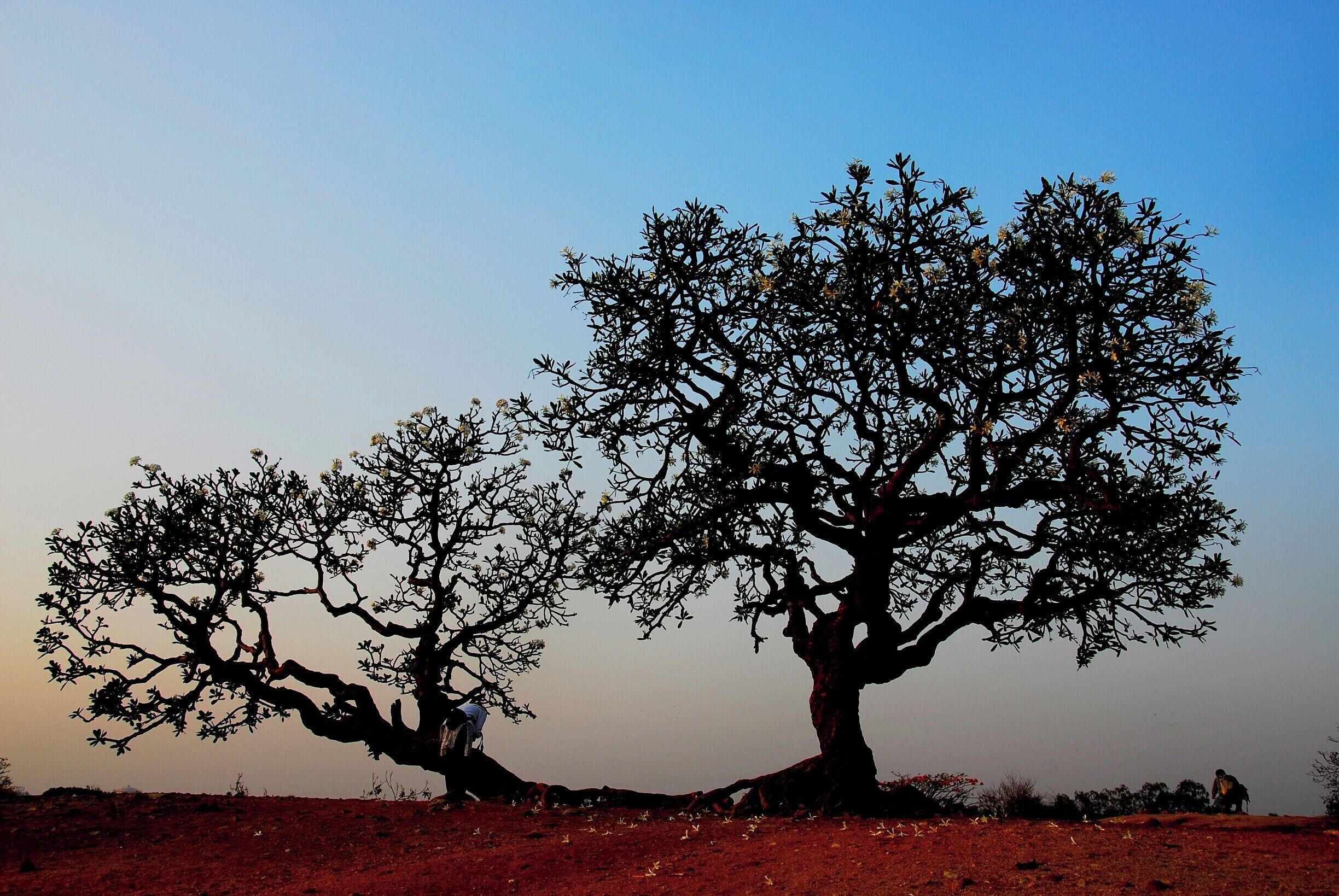 The Lalbagh Botanical Garden in Bangalore, India. A 240 acres garden with over 100 species of Flora.