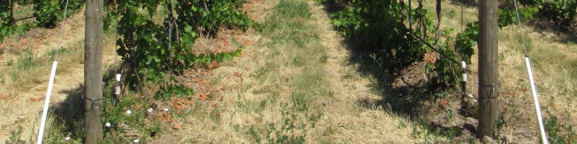 Take a walk through the vineyards after spending time in the beautiful tasting room of Amavi Cellars