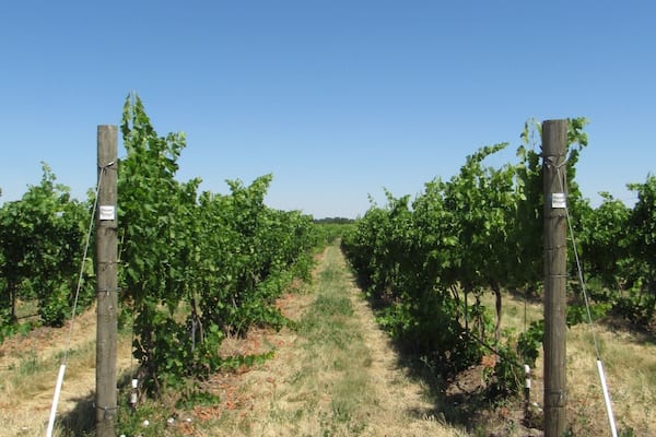 Take a walk through the vineyards after spending time in the beautiful tasting room of Amavi Cellars