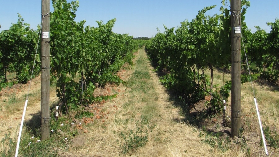 Take a walk through the vineyards after spending time in the beautiful tasting room of Amavi Cellars