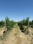Take a walk through the vineyards after spending time in the beautiful tasting room of Amavi Cellars