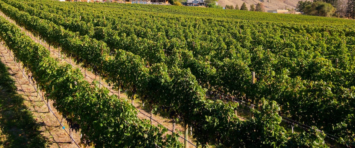 Nk\'Mip Cellars featuring farmland