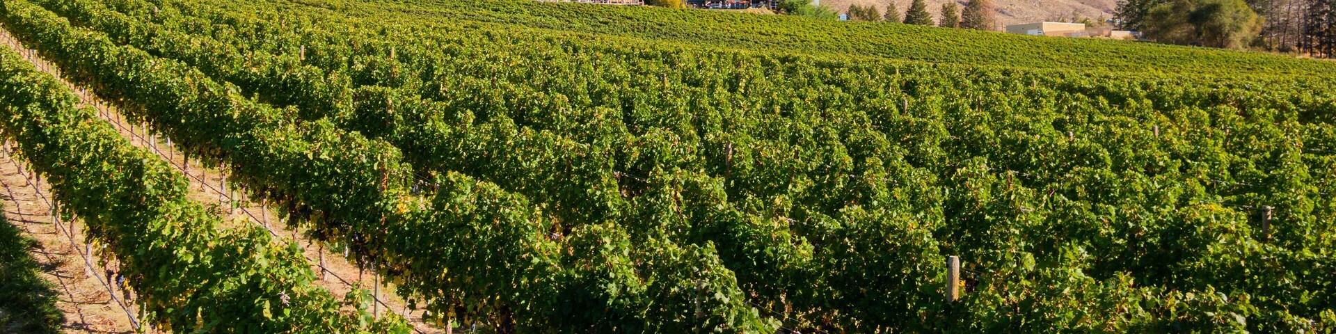 Nk\'Mip Cellars featuring farmland