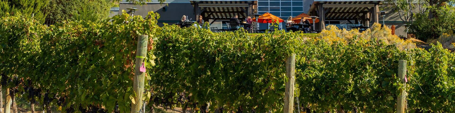 A vineyard with rows of grapevines and a building with a distinctive curved roof.
