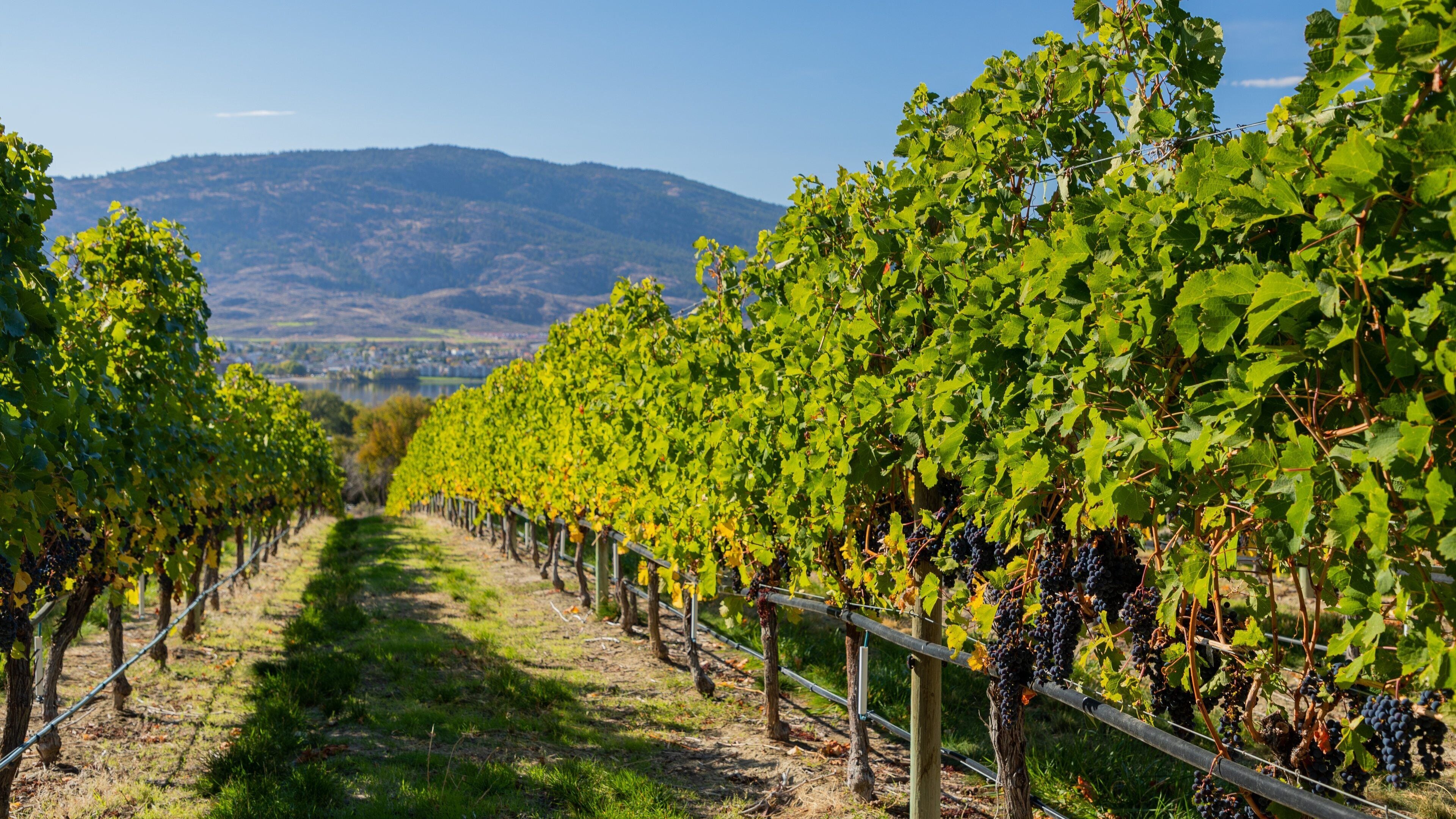 Nk\'Mip Cellars which includes farmland