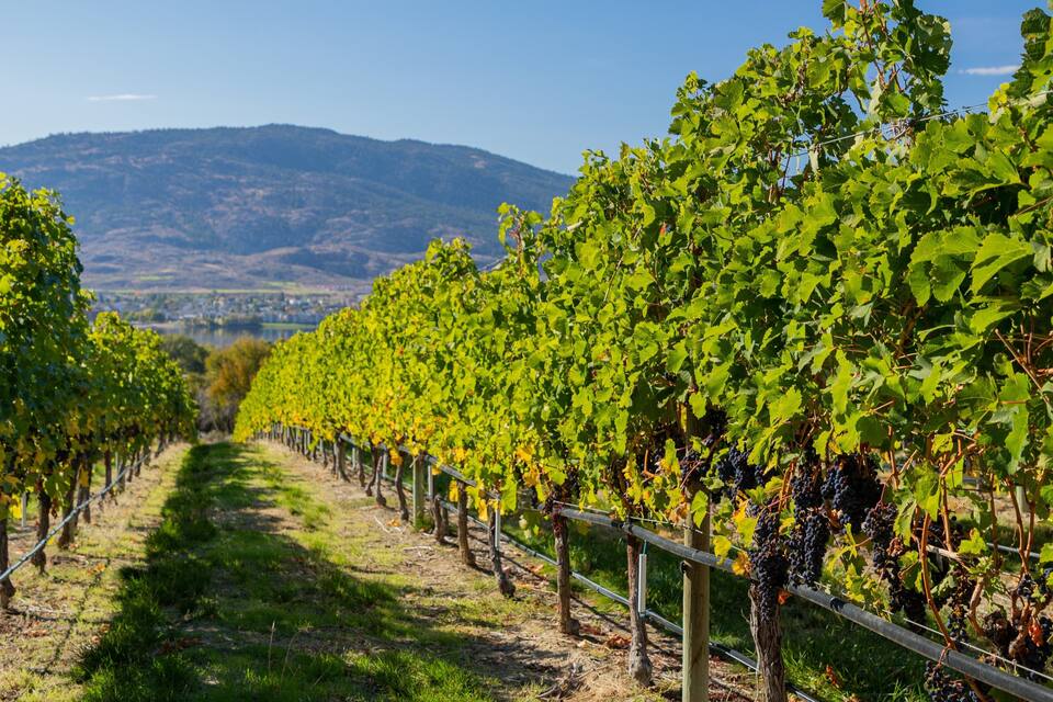 De longues rangées de vignes dans un vignoble, avec une montagne en arrière-plan.