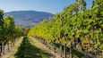 Rows of grapevines in a vineyard with a mountain in the background.
