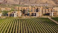 A vineyard with rows of grapevines and a residential area with yellow buildings in the background.