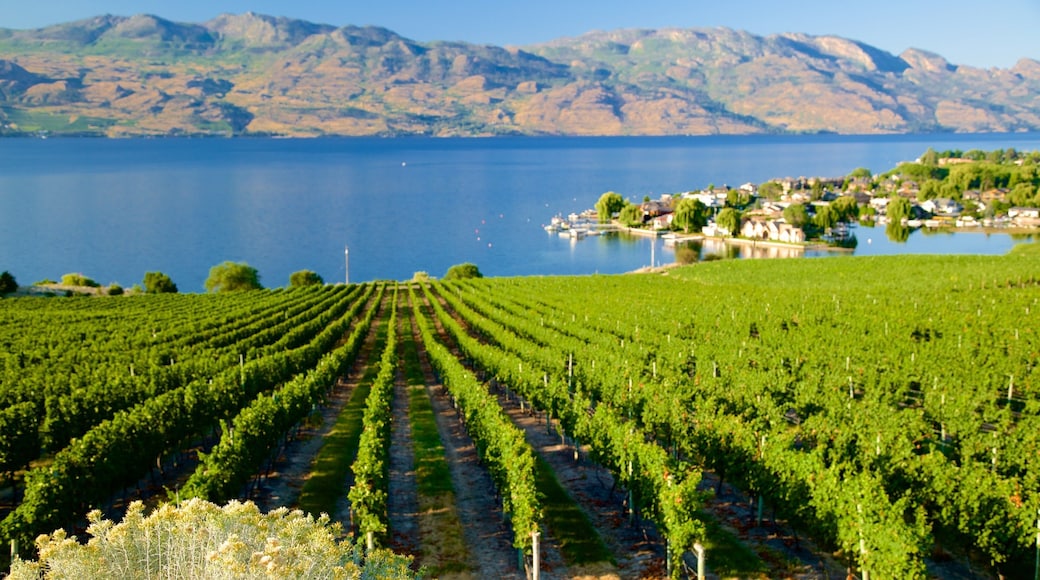 Quails\' Gate Estate Winery which includes a river or creek and farmland