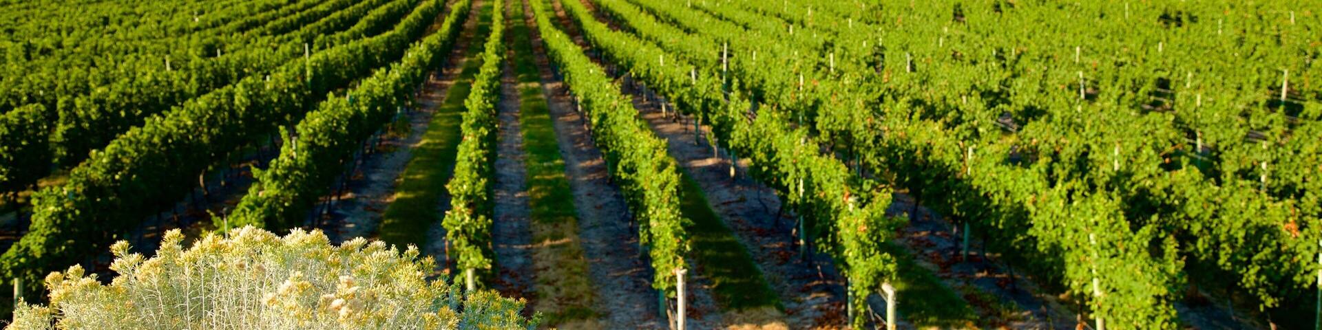 Quails\' Gate Estate Winery which includes farmland and a river or creek