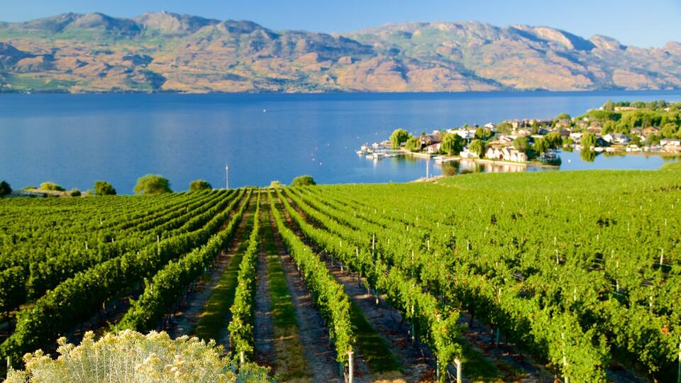 A vineyard with rows of grapevines, a lake, and a town in the background.