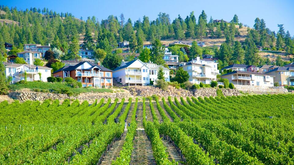 A vineyard with rows of grapevines and houses in the background.