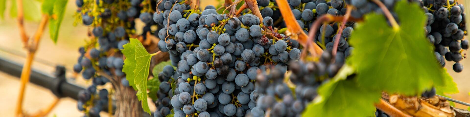 Quails\' Gate Estate Winery which includes farmland