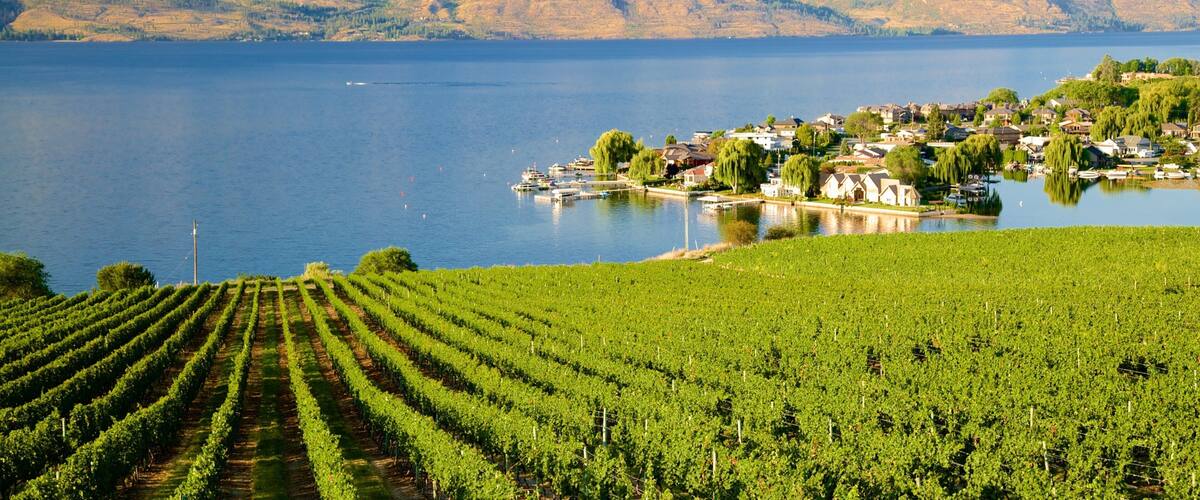 Quails\' Gate Estate Winery joka esittää maatila ja joki tai puro