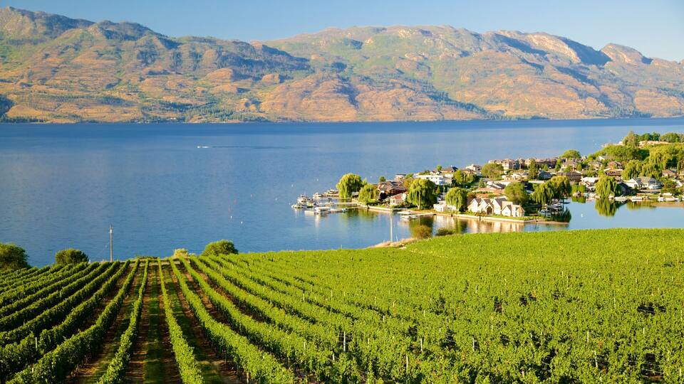 A vineyard with rows of grapevines, a lake, and a small town with houses and boats.