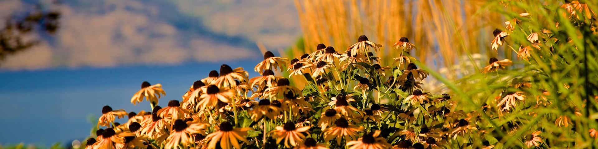 Quails\' Gate Estate Winery which includes flowers