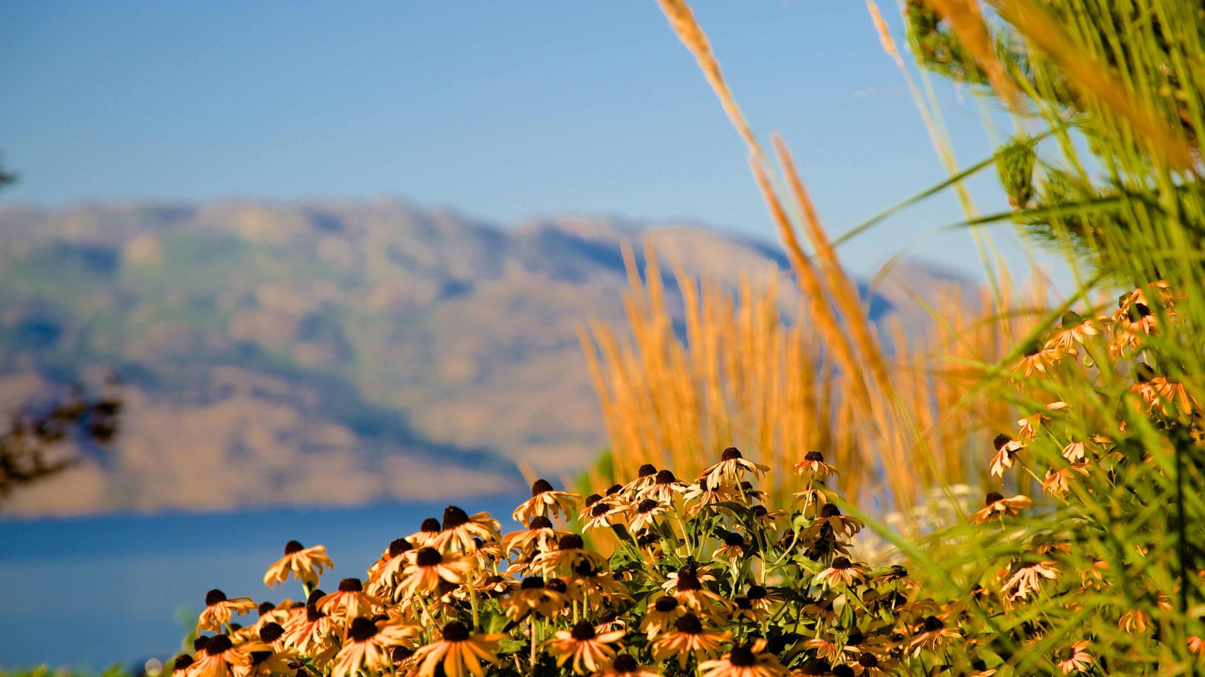 A field of flowers with a mountainous backdrop.
