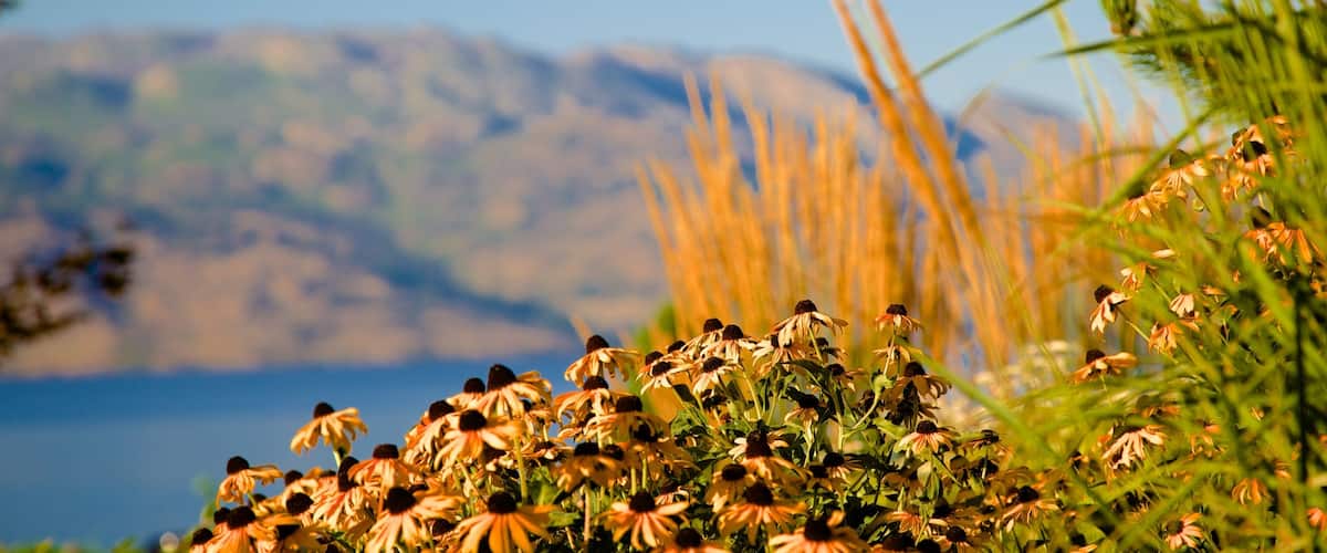 A field of flowers with a mountainous backdrop.