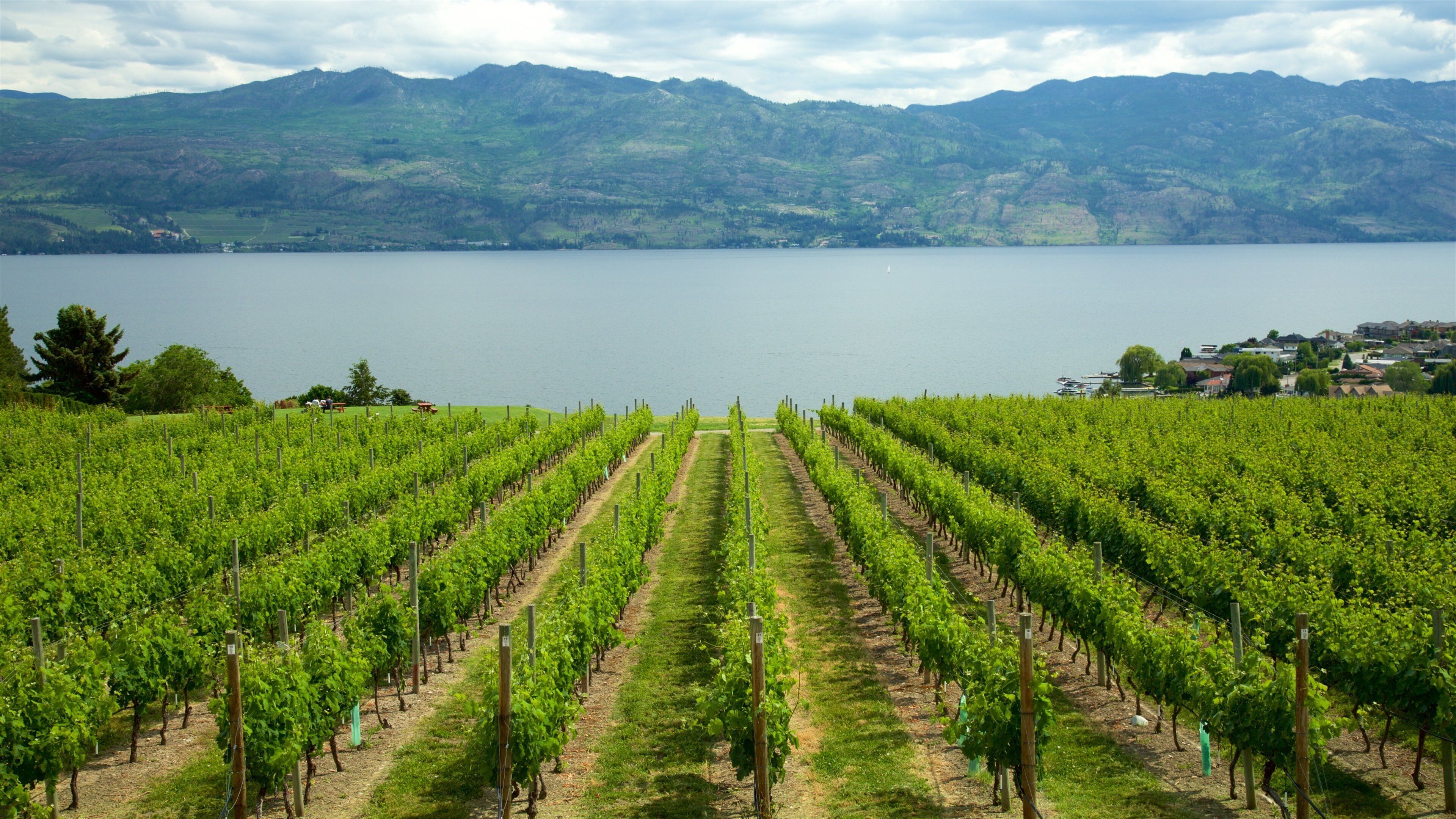 A vineyard with rows of grapevines in front of a lake and mountains in the background.
