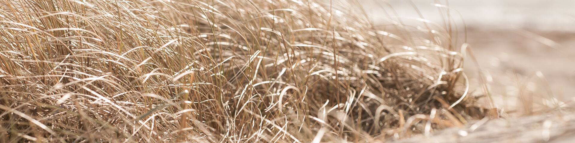 Close up shot of some reed in the sand dunes by the ocean in apelviken sweden