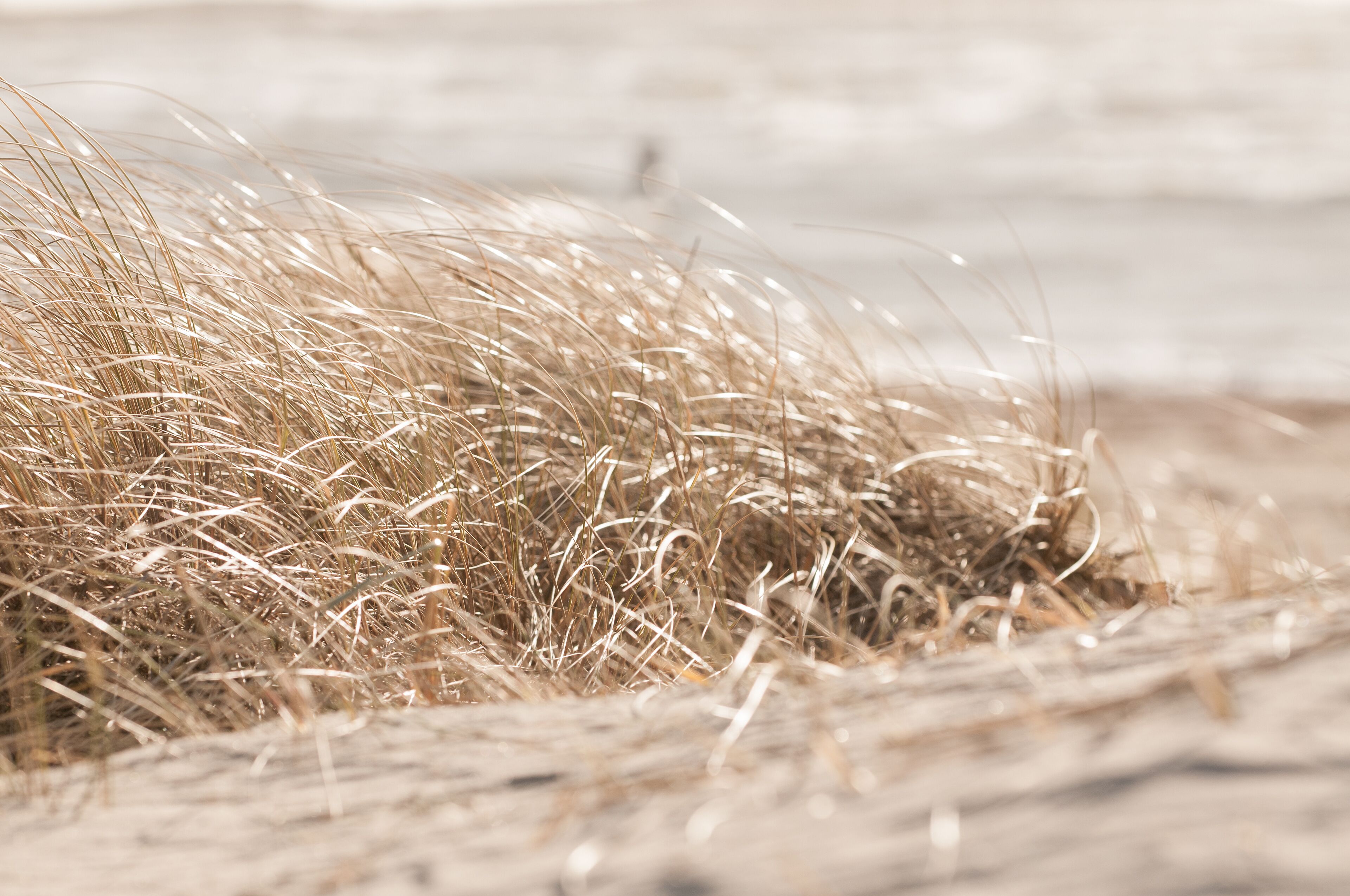 A close-up of dry grass.