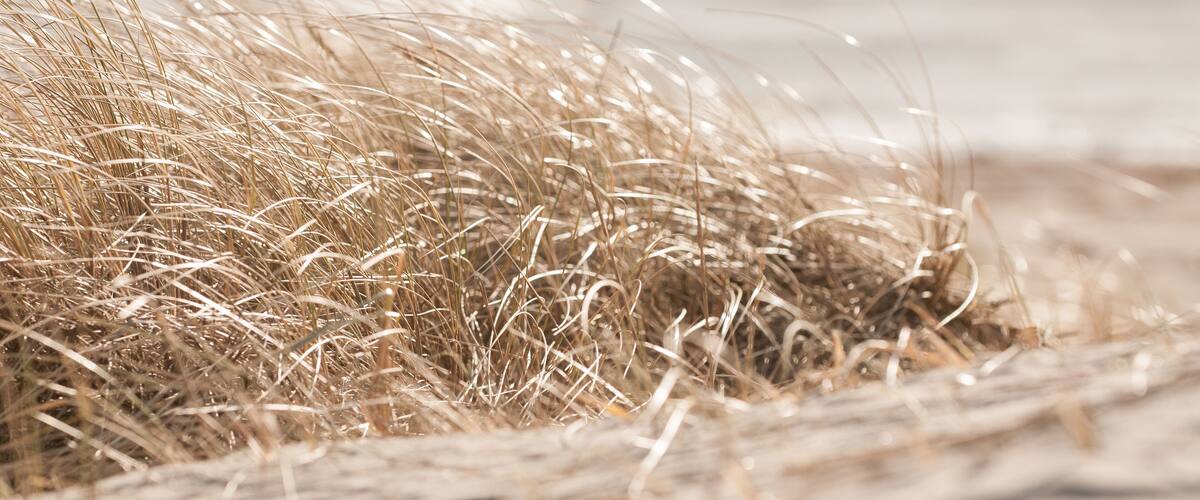A close-up of dry grass.