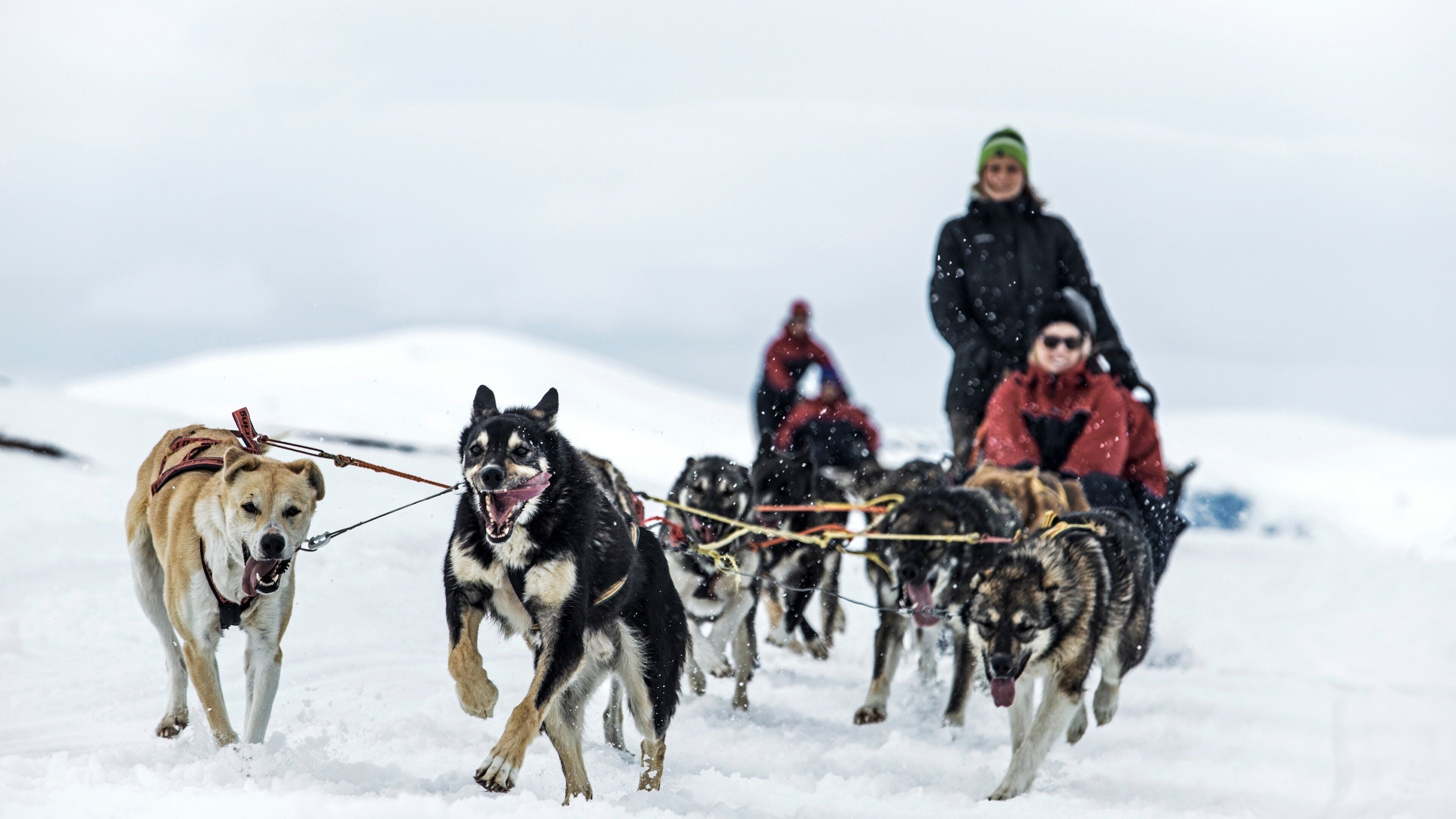 Une équipe de chiens de traîneau tirant une luge dans laquelle se trouve une personne portant une veste rouge et un chapeau vert.