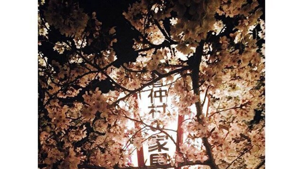 Cherry blossom light up at a local castle. Finally spring in Japan. #spring #cherryblossom #sakura #japan #Fukui #Maruokacastle #Maruokajo