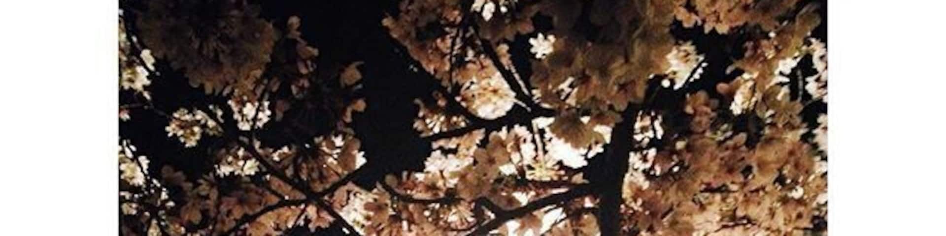 Cherry blossom light up at a local castle. Finally spring in Japan. #spring #cherryblossom #sakura #japan #Fukui #Maruokacastle #Maruokajo