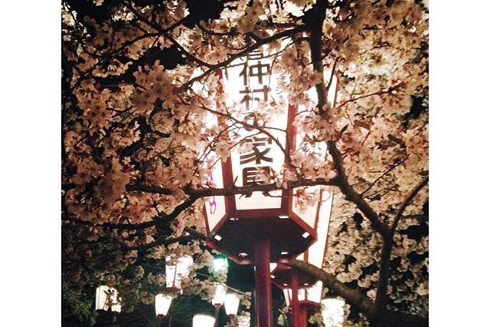 Flores de cerezo, un farol japonés tradicional y gente caminando en un parque.