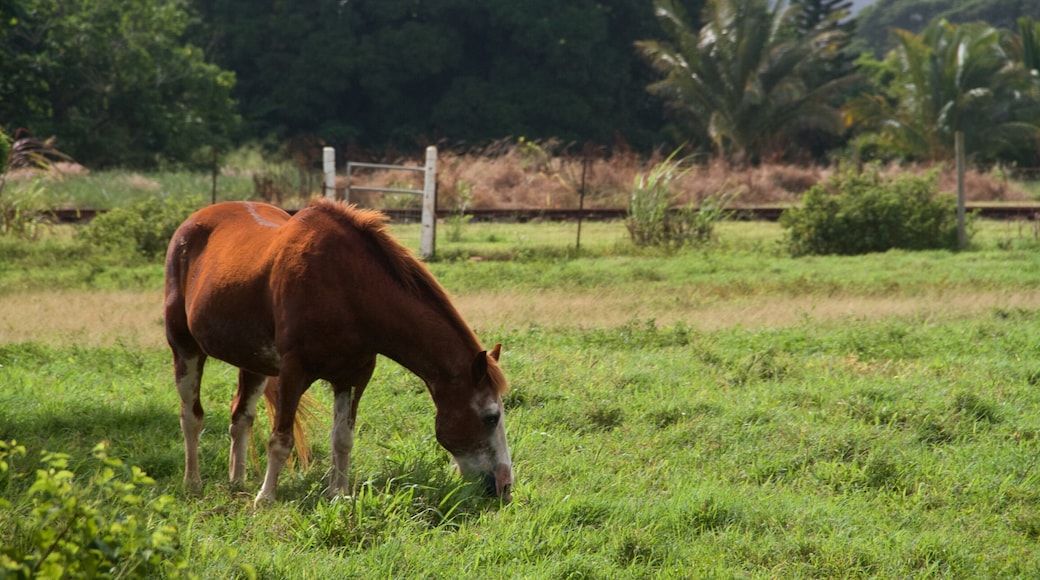 Kilohana Plantation showing land animals and farmland