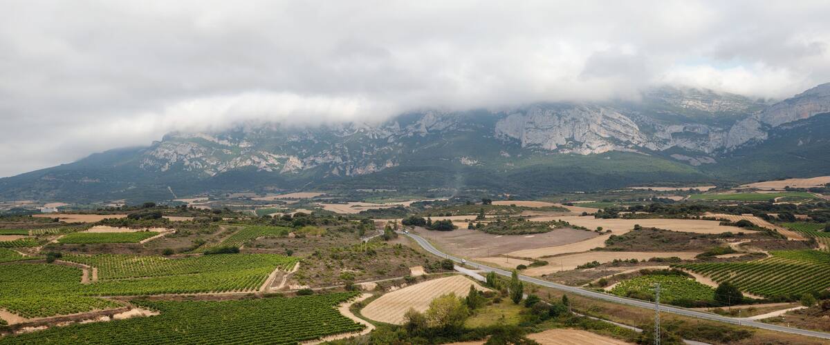 A vineyard landscape with a winding road and mountains in the background.