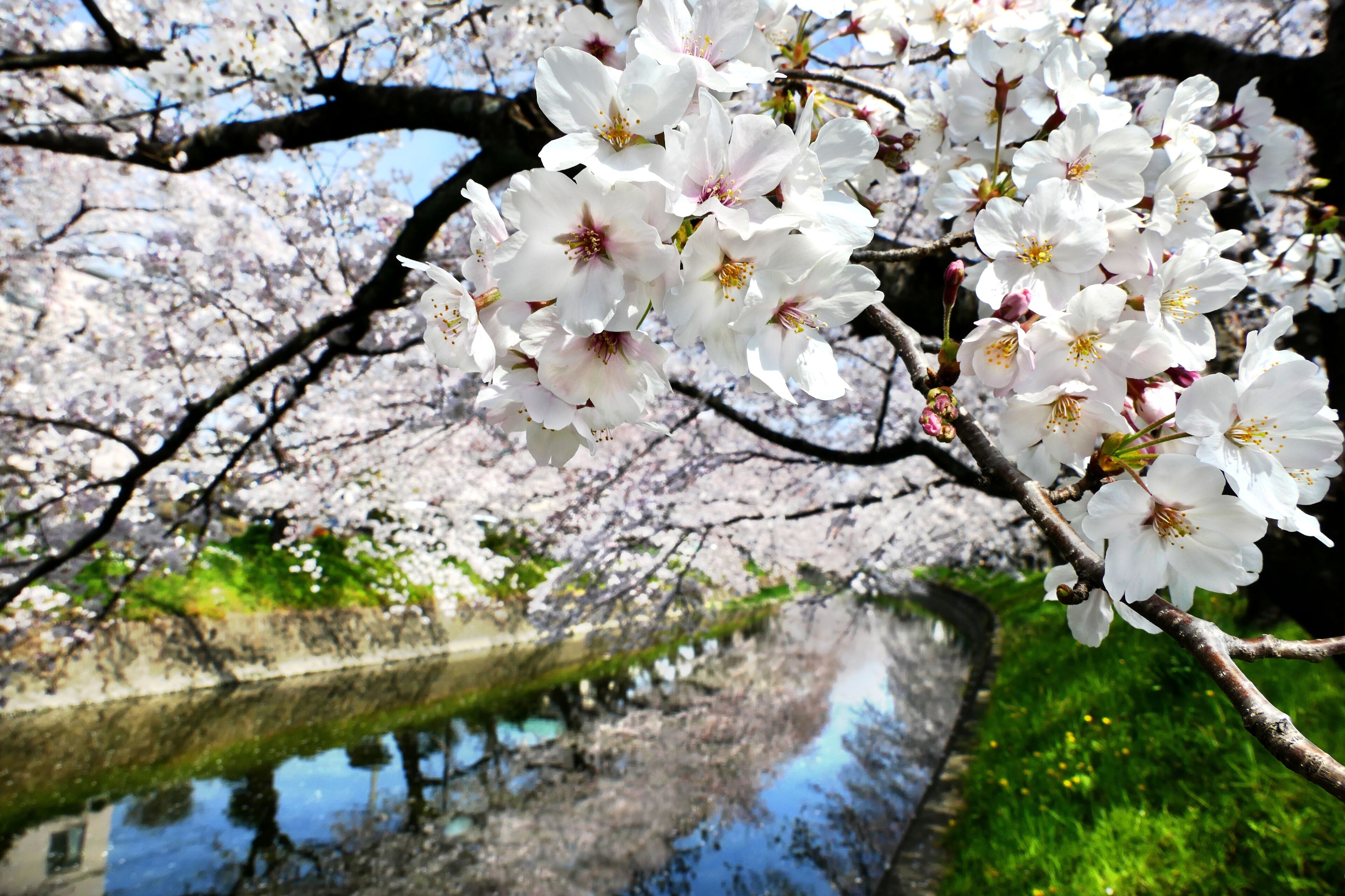 Beautiful cherry blossoms (Somei Yoshino Sakura) at Gojogawa in Iwakura City, Aichi prefecture, Japan, selected focus on foreground