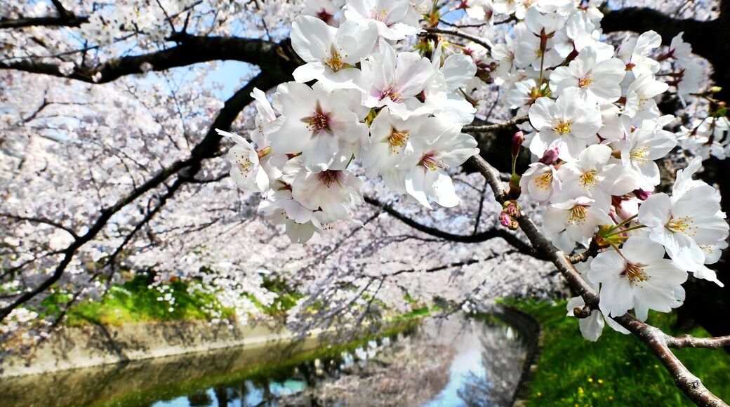 Beautiful cherry blossoms (Somei Yoshino Sakura) at Gojogawa in Iwakura City, Aichi prefecture, Japan, selected focus on foreground
