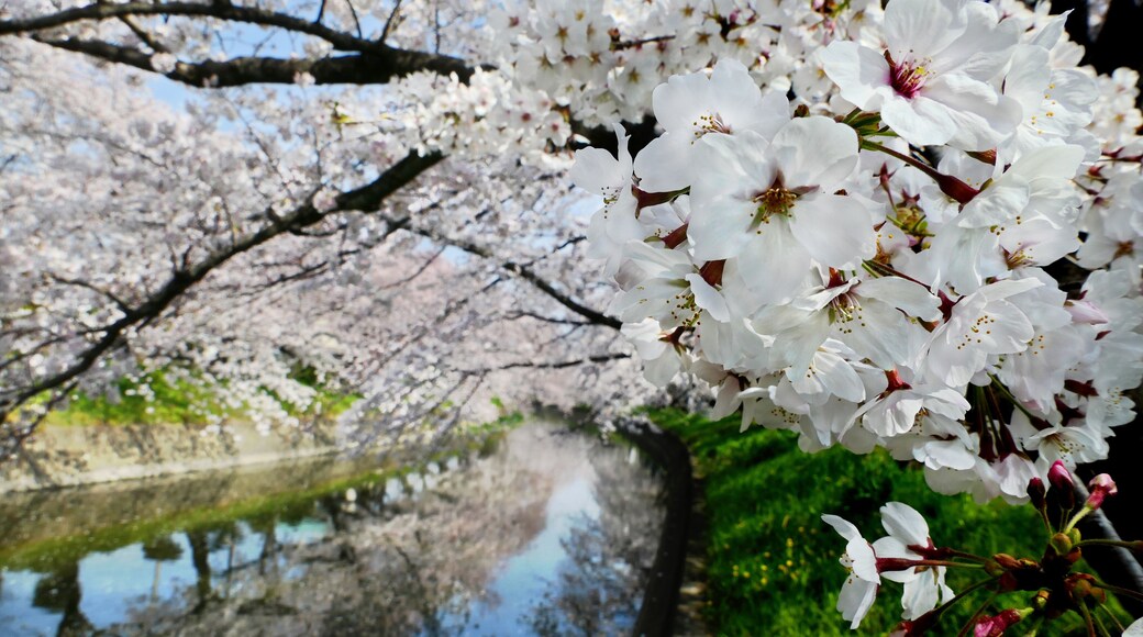 Beautiful cherry blossoms (Somei Yoshino Sakura) at Gojogawa in Iwakura City, Aichi prefecture, Japan, selected focus on foreground
