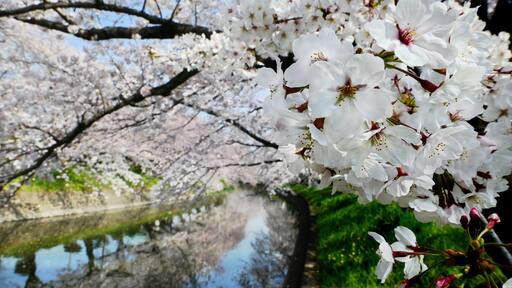 Beautiful cherry blossoms (Somei Yoshino Sakura) at Gojogawa in Iwakura City, Aichi prefecture, Japan, selected focus on foreground