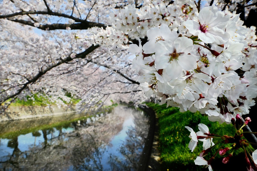 Beautiful cherry blossoms (Somei Yoshino Sakura) at Gojogawa in Iwakura City, Aichi prefecture, Japan, selected focus on foreground