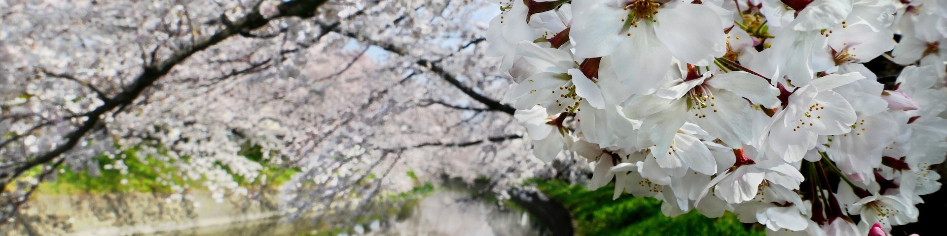 Beautiful cherry blossoms (Somei Yoshino Sakura) at Gojogawa in Iwakura City, Aichi prefecture, Japan, selected focus on foreground