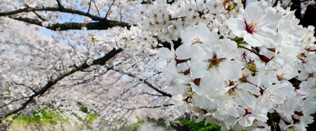 A cherry blossom tree with white flowers reflecting in a body of water.