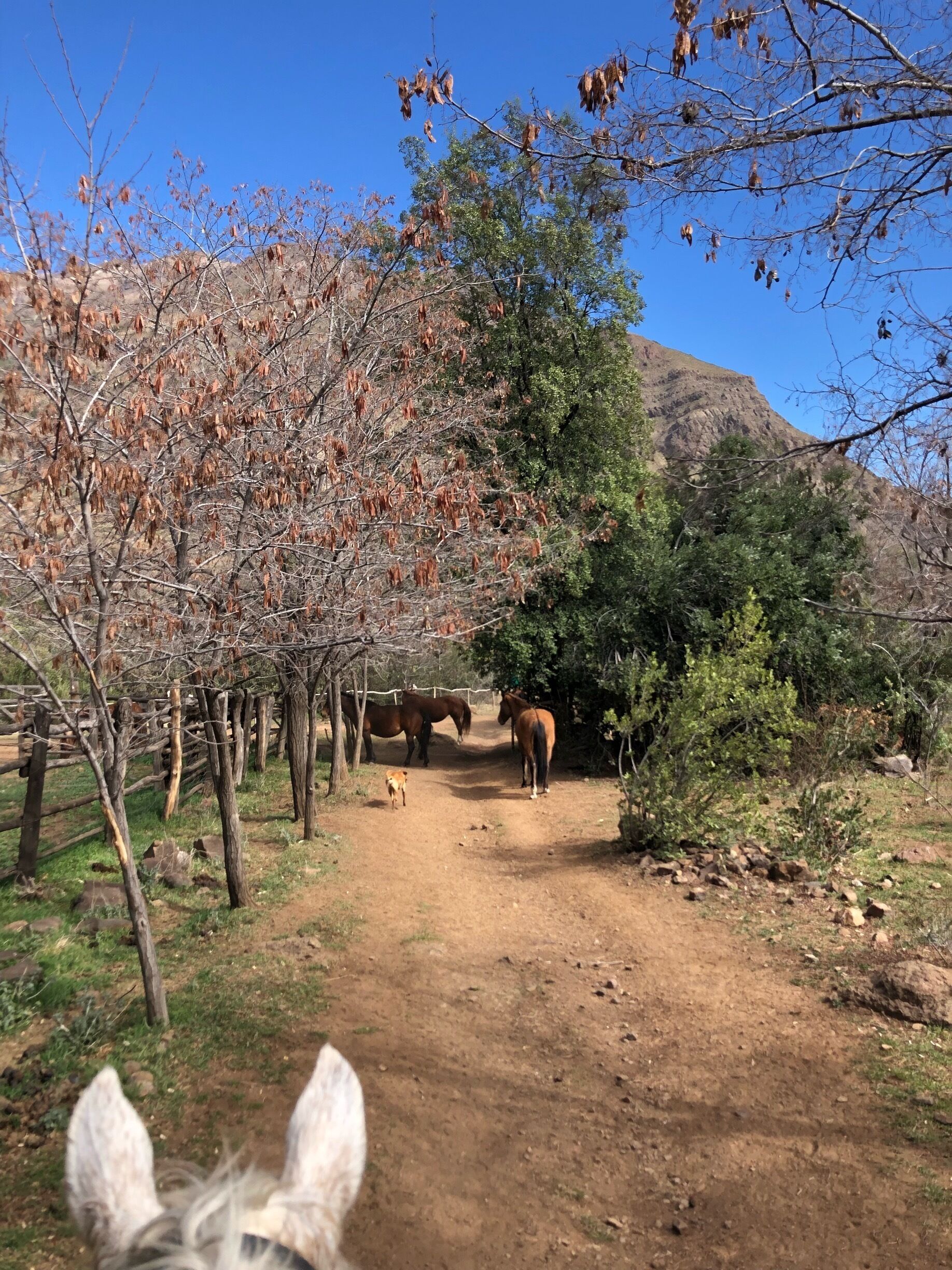 Horse riding in Cajón del Maipo, higly recommended.